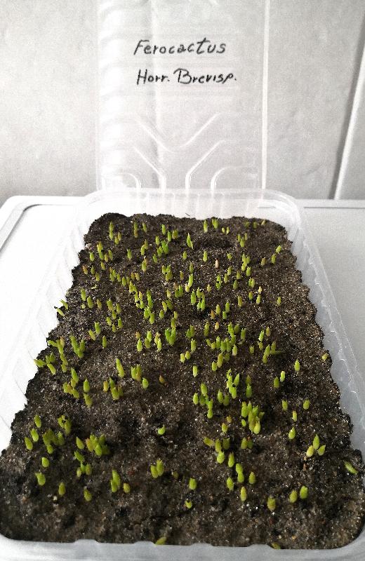 Plantule_F.H.B._a__20_gg_dalla_semina.jpg